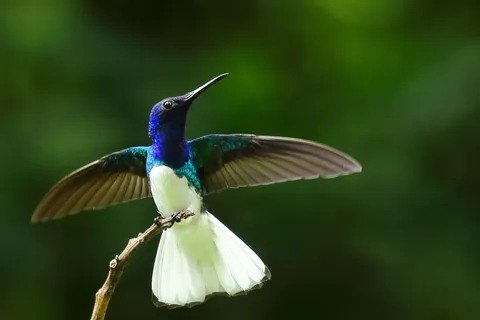 White-necked Jacobin
