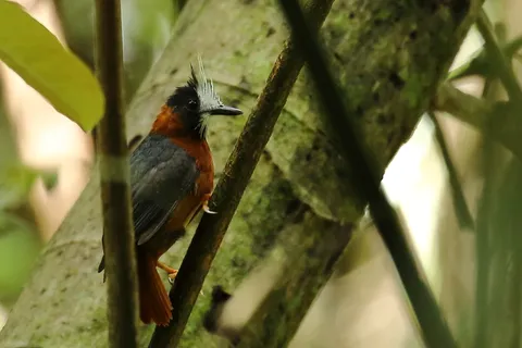 White-plummed Antbird