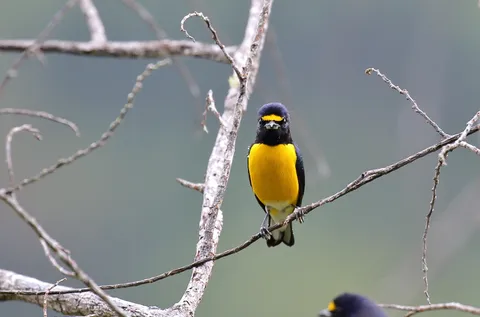 White-vented Euphonia