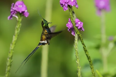 Wire-crested Thorntail