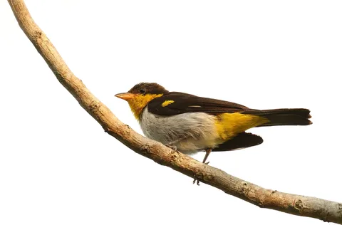 Yellow-backed Tanager