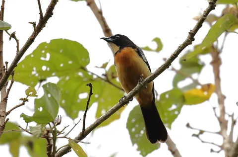 Yellow-crested Tanager