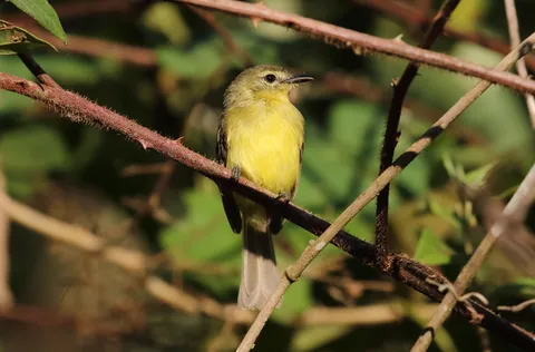 Yellow Tyrannulet