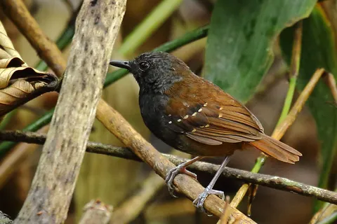 Zimmer's Antbird
