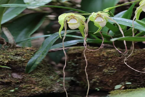 phragmipedium wallisii