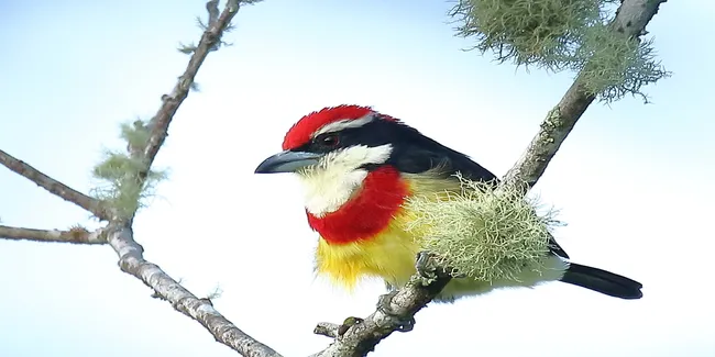 Scarlet Banded Barbet