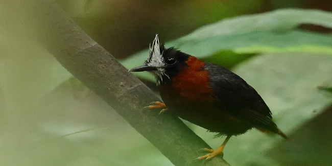 White-Masket Antibird